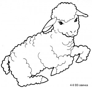 4-9ВЗ овечка